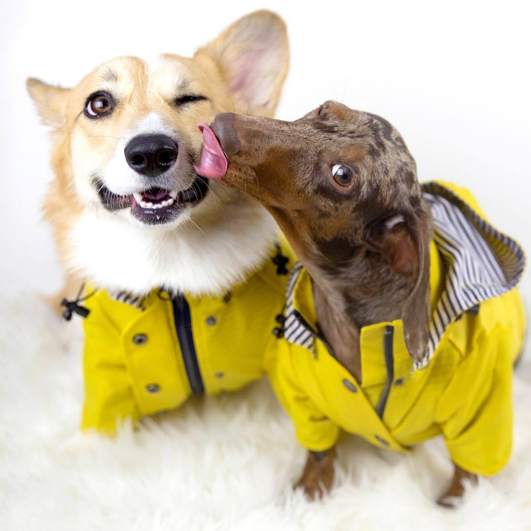 OGGIE RAINCOAT