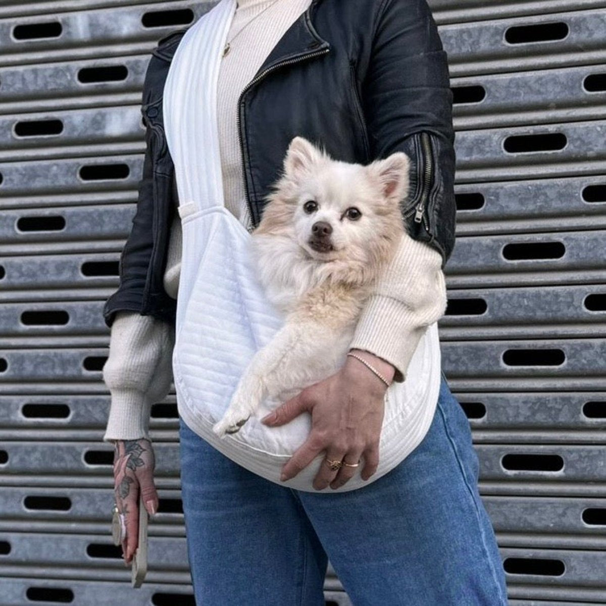 Small white Chihuahua x Pomeranian dog carried in a white over the shoulder bag